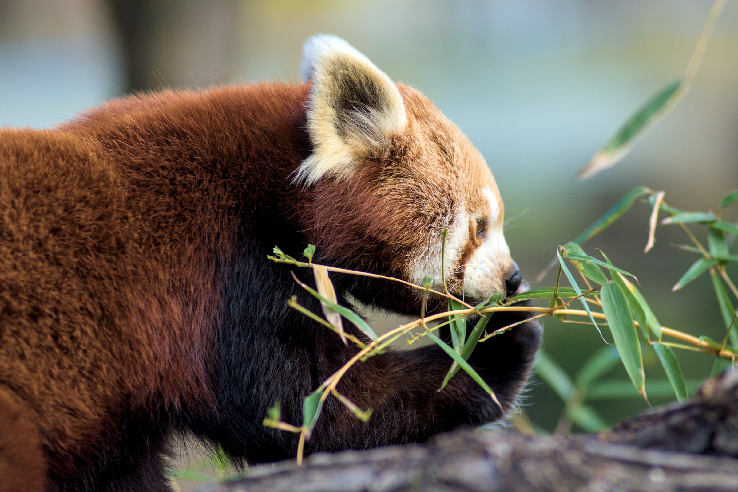 Red panda munching on some bamboo.
